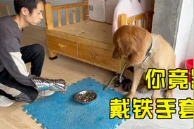 训犬师竟用铁手套把狗搞自闭了，金毛护食第8集（宾宾聊训犬24）视频封面