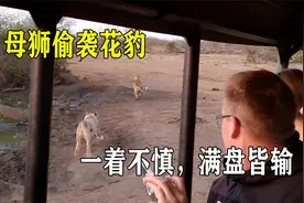 母狮偷袭喝水的花豹，生死攸关之际，花豹瞬间爬树逃生