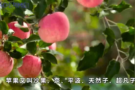 降压好帮手：苹果！不仅可以保护心血管，还可以解暑醒酒哦视频封面