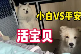 边旅行边救助流浪狗给它们一个温暖的家，让旅行变得更有意义！视频封面