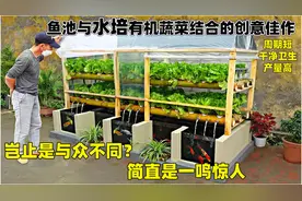 鱼池与水培有机蔬菜的佳作，作物周期短，产量高，果然是一鸣惊人视频封面
