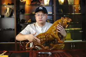 老虎阳光下金光闪闪，究竟是何原因？视频封面