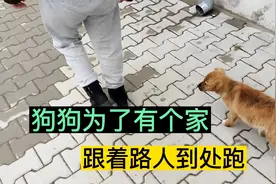 街上偶遇流浪狗，居然流泪求收留，一路跟着跑，赶都赶不走视频封面