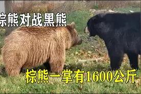 棕熊对战黑熊，棕熊一掌有1600公斤，谁才是熊科老大？视频封面