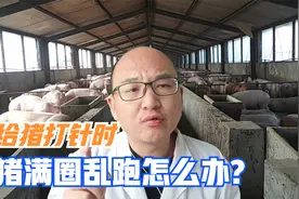 给猪打针时，猪乱跑怎么办？老养猪户都在用，6个猪实用保定方法视频封面