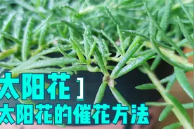 太阳花还没开花？动动手，催出满盆花视频封面