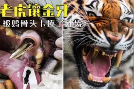 老虎牙齿被骨头卡住，取出才发现问题很严重，最后直接镶上金牙视频封面