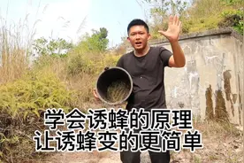 养蜂小伙告诉你诱蜂的原理，学会诱蜂的原理，让诱蜂变得更得简单视频封面