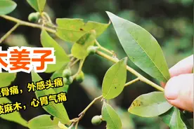 这种植物叫木姜子，可用于风湿骨痛四肢麻木的一味草药，懂得用吗视频封面