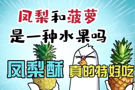 凤梨和菠萝有什么区别？除了凤梨酥，凤梨还能做罐头，真的特好吃视频封面