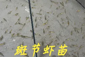 有位苗场老板送35000尾斑节虾苗给老林做淡水养试验，看能否成功视频封面