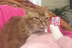 五音不全的铲屎官给猫咪唱歌听，结果猫咪的反应太真实