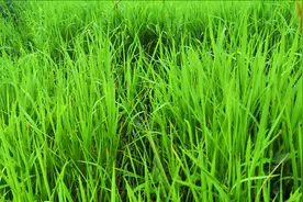 草鱼吃15公斤水草是否可以长肉一公斤？再投喂饲料，鱼会长得快吗视频封面