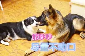 铲屎官多倍速率还原边牧德牧打架过程，一个是真怂，一个是假凶