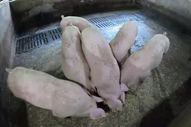 这6头小猪已经3个月了，不仅健康还吃得多，自家繁殖的猪就是好养