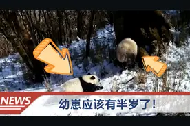 珍贵一幕！大熊猫领着幼崽“散步”被抓拍，一扭一扭走进树洞视频封面