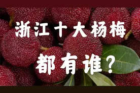浙江十大杨梅，都有谁？视频封面