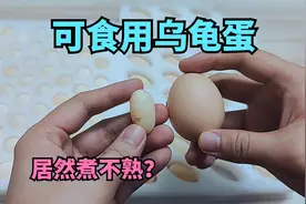 买了几个可食用乌龟蛋，居然煮不熟，有点神奇啊视频封面