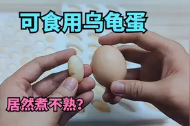 买了几个可食用乌龟蛋，居然煮不熟，有点神奇啊视频封面