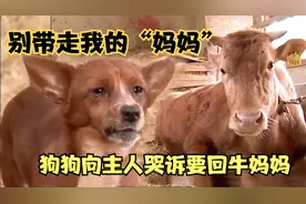 “牛妈妈”被卖，“狗孩子”向主人哭诉，终得母子重逢视频封面