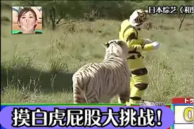 穿玩偶装挑战摸白虎屁股，结果吓到蹿上树，沙雕又刺激的日本综艺视频封面