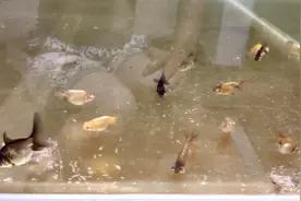 如何判断观赏鱼的摄食，达到七八成饱？完全靠我们的观察力