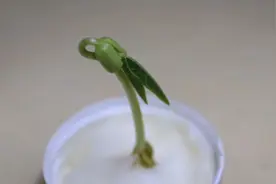 超震撼！1分钟记录绿豆芽的一生的成长，感受生命的伟大历程