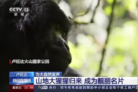 卢旺达 为大自然发声 山地大猩猩归来 成为靓丽名片视频封面