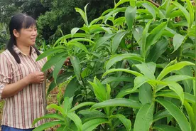 村民承包土地种植白头到老，不用管理亩产45000元，你见过吗视频封面