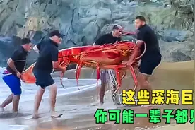 盘点6种深海巨物，超级龙虾是真是假？见过一种都是万分幸运！视频封面