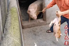 万物皆有灵，猪宝宝被抓走的那一刻，猪妈妈用身体护宝宝！视频封面