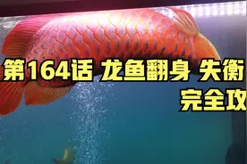 第163话 龙鱼龙鱼翻身 失衡 完全攻略视频封面