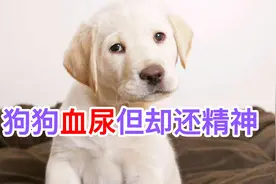 狗狗血尿但却还精神视频封面