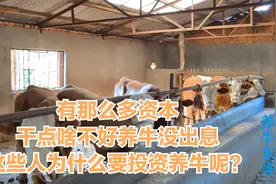 有那么多资本干点啥不好养牛没出息，这些人为什么要投资养牛呢？视频封面