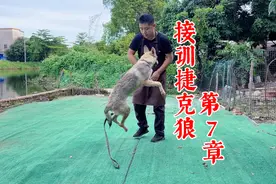 怎么让一条见人就跑的狗，愿意来到人身边，看训犬师怎么做的视频封面