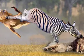小斑马被狮子抓走，母斑马全力营救,一脚踢的狮子晕头转向。视频封面