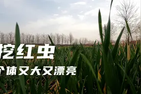 今天带你们挖红虫，红虫个体又大又漂亮。