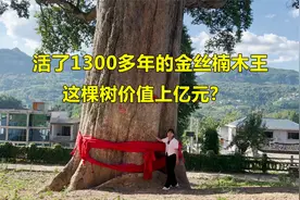 贵州发现一棵1300多年的金丝楠木王，价值上亿，是村里的镇村之宝视频封面