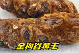 金狗脊黄毛是一种常用的中药材，具有清热解毒、消肿止痛等功效视频封面