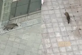 野猪冲进小区狂奔吓坏居民 辽宁抚顺街头上演全城抓“猪”视频封面