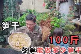 100斤冬笋能做多少斤笋干呢？冬天没挖掉的冬笋，大哥做成冬笋干