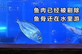 神仙级刀工！鱼肉已经被剔除，鱼骨还在水里游！《功夫厨神》视频封面