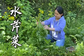 山里美味太多，野生水芹菜这样简单一做，香嫩爽口