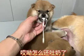 小柴犬吃奶吃的太急，吐了小伙伴一身奶，主人竟然发现奶水是甜的视频封面