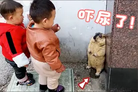 俩小孩将土拨鼠逼到墙角，直接将鼠“吓尿了”，画面太搞笑了！视频封面