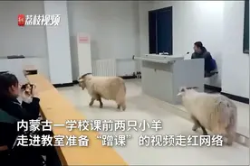 内蒙古高校2只小羊进教室溜达蹭课 学生：学校养了几只羊修剪草坪视频封面