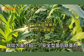 玉米田用这个安全型除草剂，3～9片叶都能用，除草干净玉米又安全视频封面