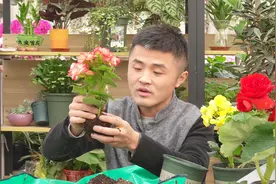 学会这样换土，丽格海棠真好养，开花不断，好养又好看！视频封面