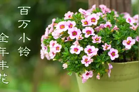 色彩缤纷的百万小铃，只要及时修剪，养护得当，可以全年开花不断视频封面