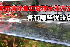 四种常用清除鱼缸玻璃水渍方法各有哪些优缺点视频封面